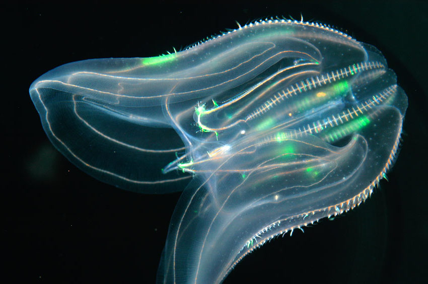 The Comb Jelly