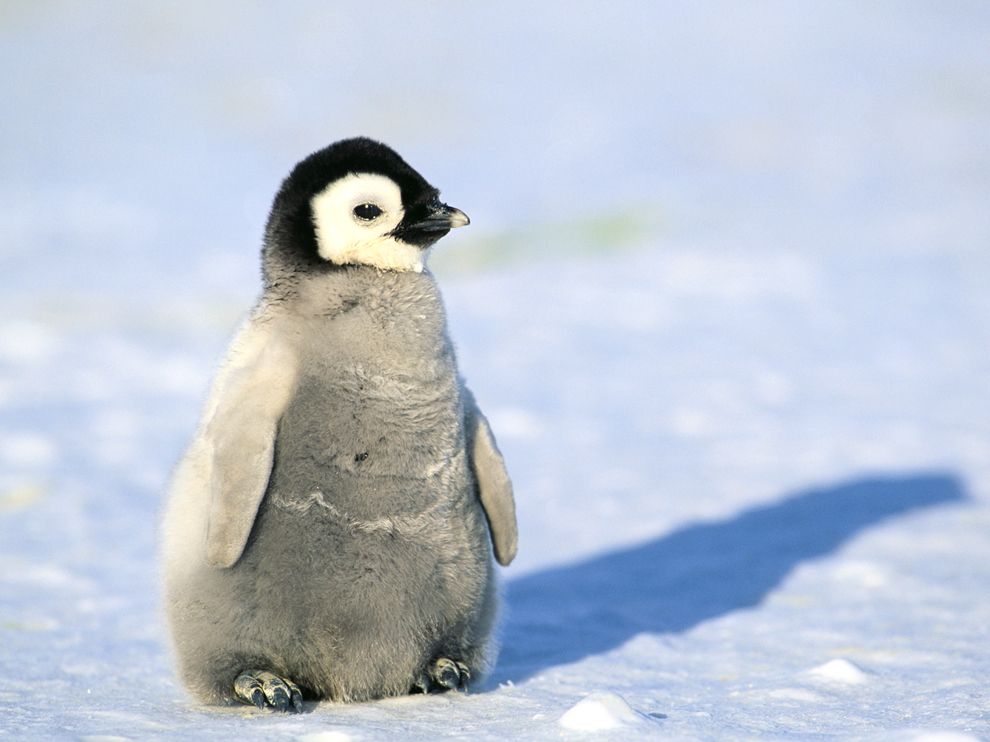 Baby Emperor Penguins