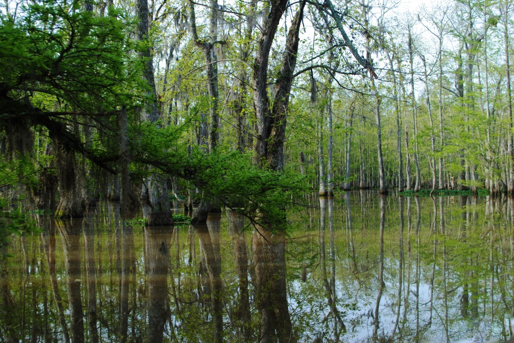 Drainage of swamps