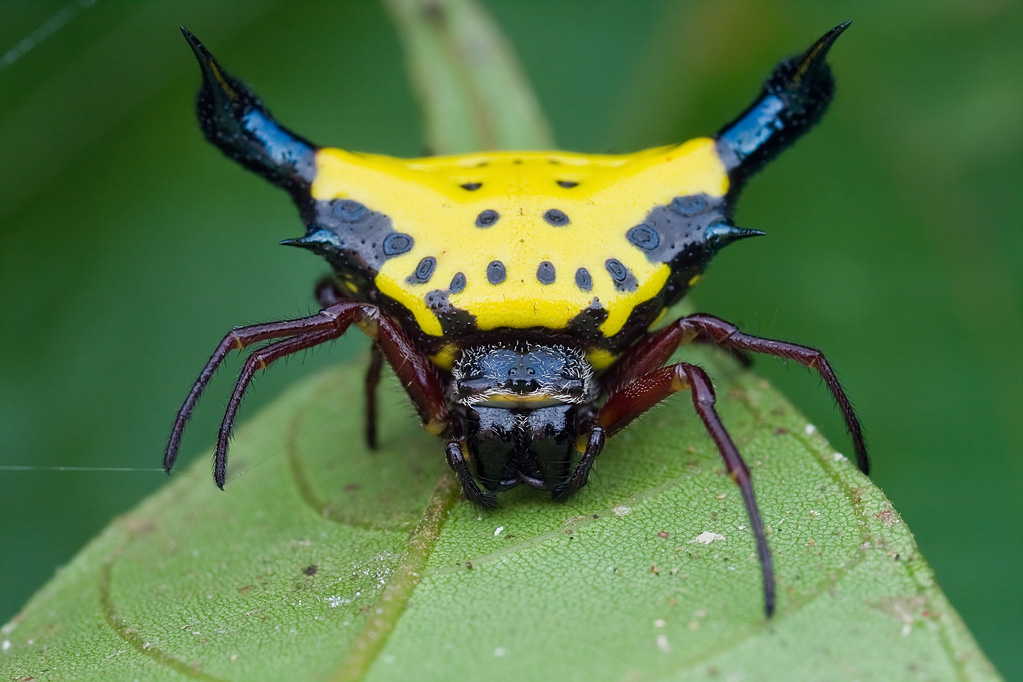 Spiny Orb Weaver Spider