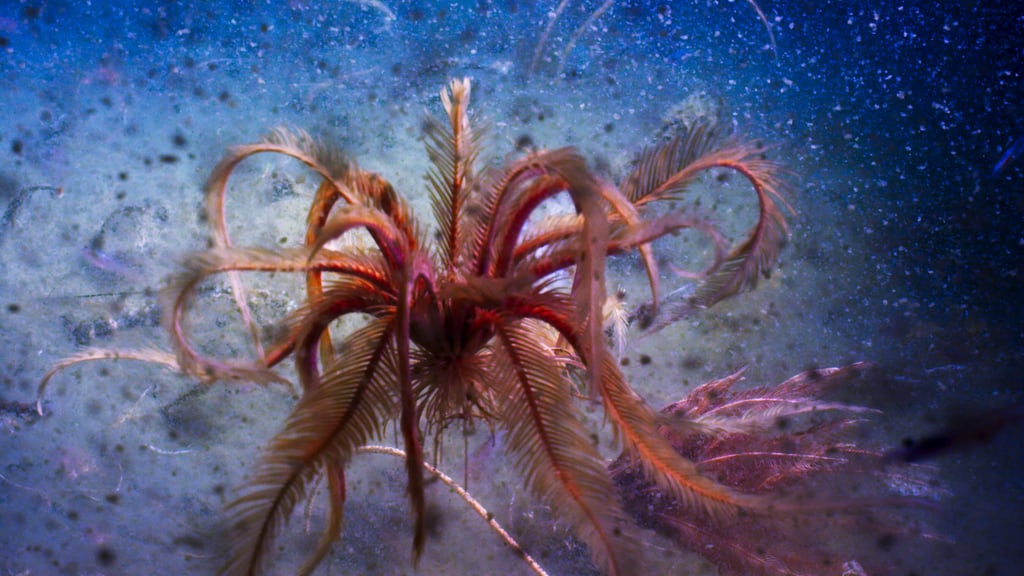 Antarctic Feather Star