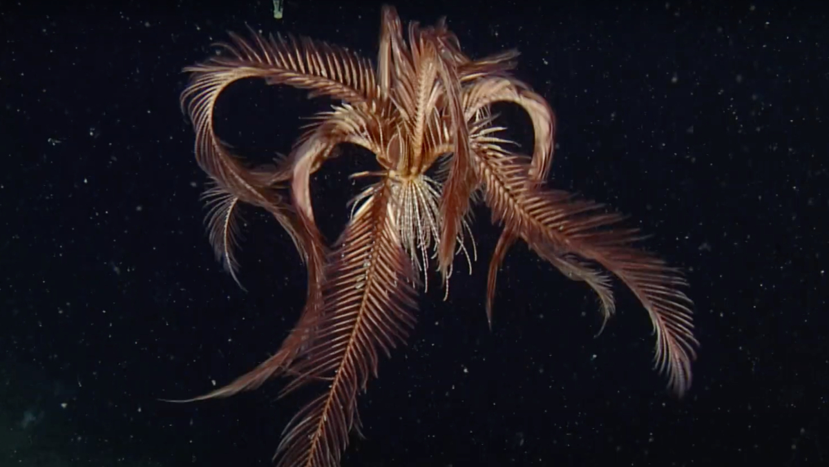 Antarctic Feather Star