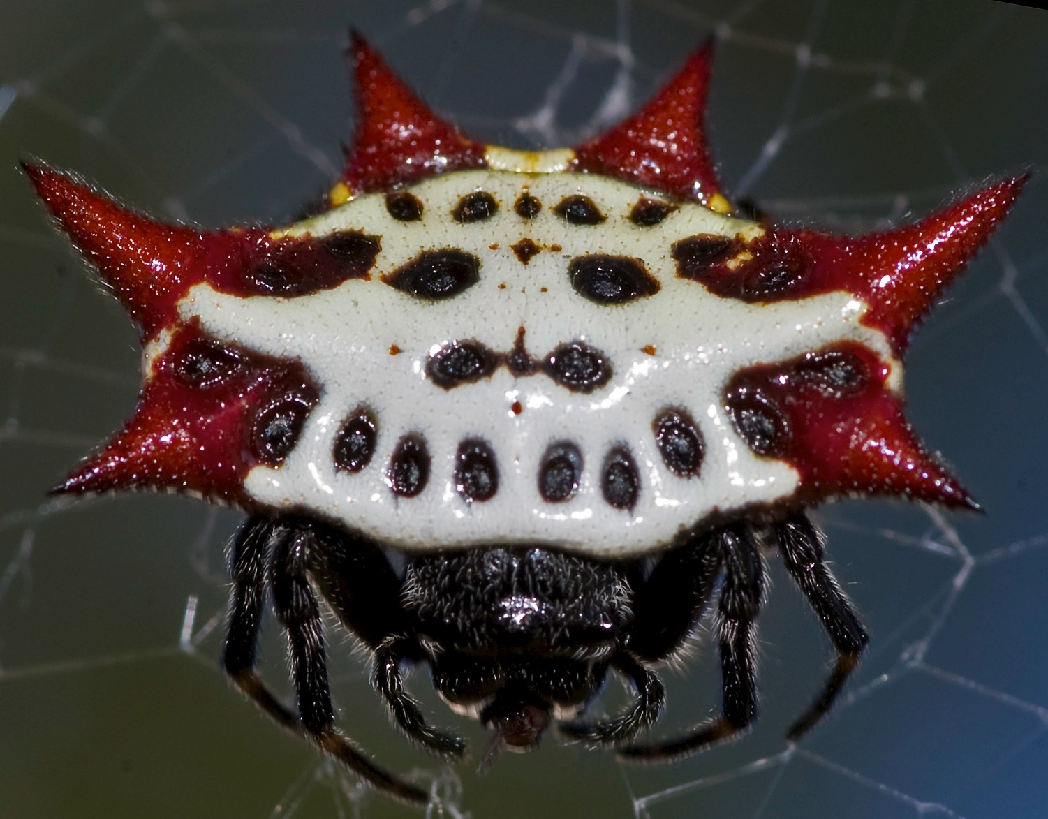 Spiny Orb Weaver Spider