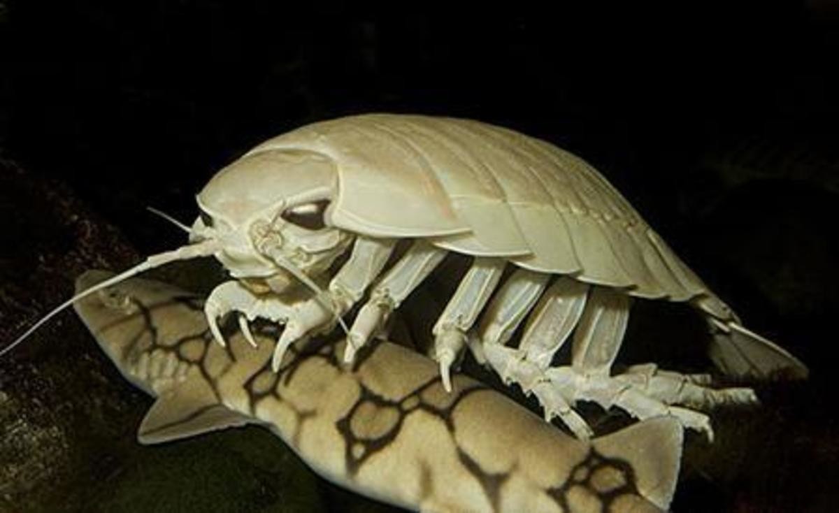 The Giant Isopod