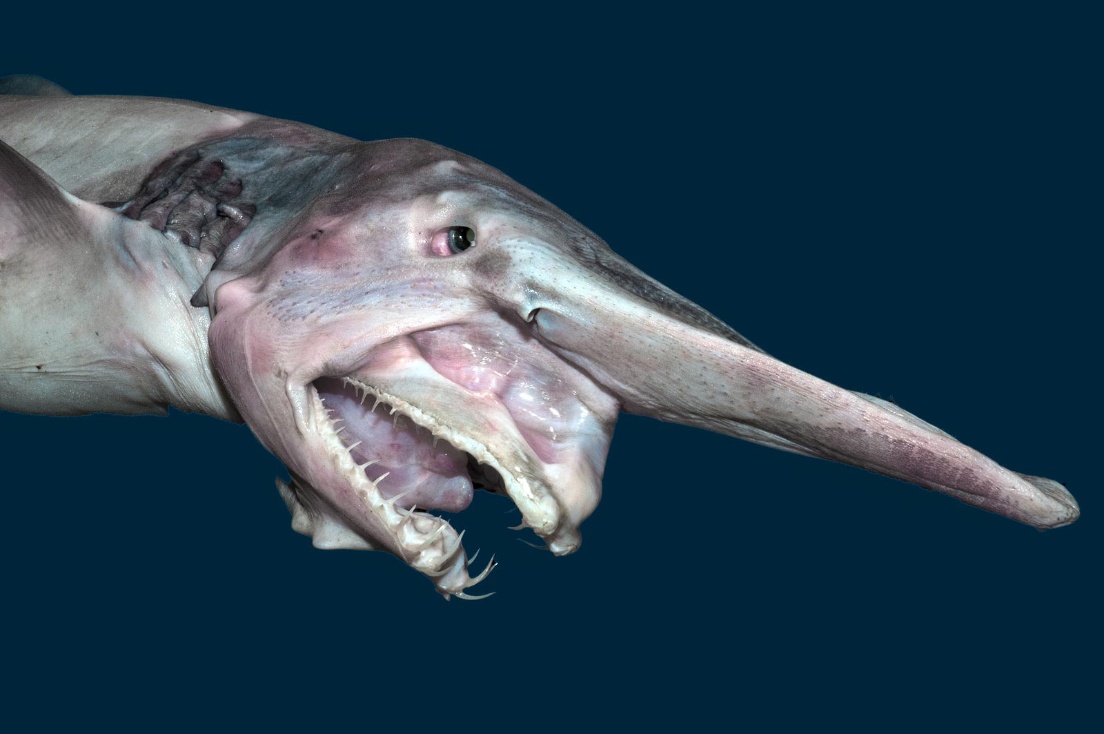  Goblin Shark