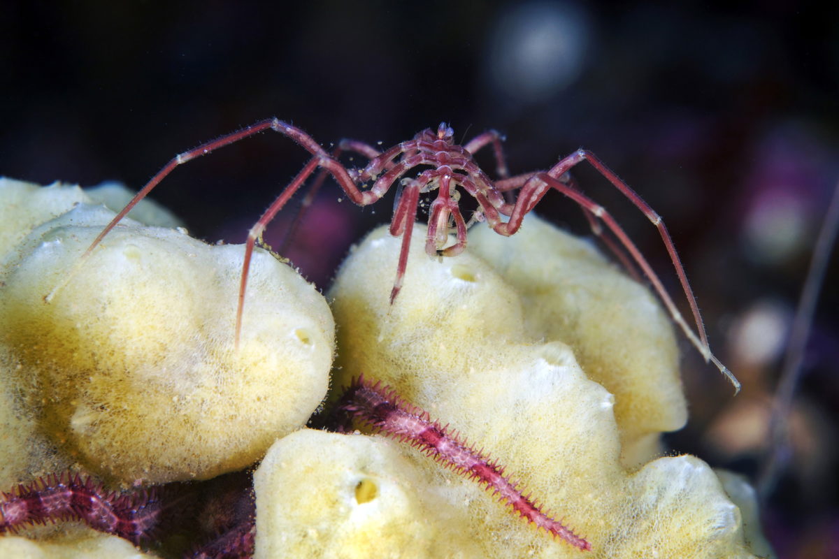 The Sea Spider