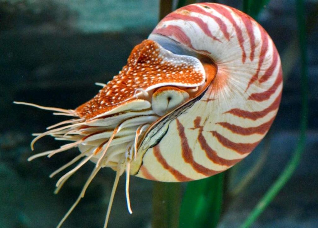 Nautilus