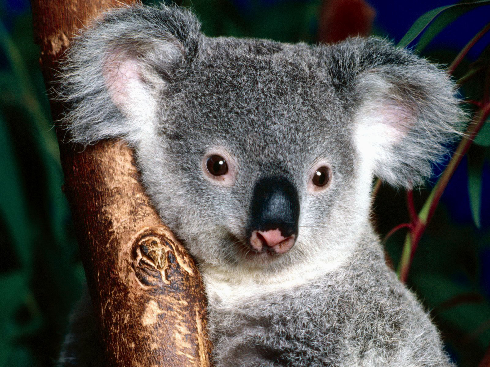Koala-like Animals Date Back Over 25 Million Years