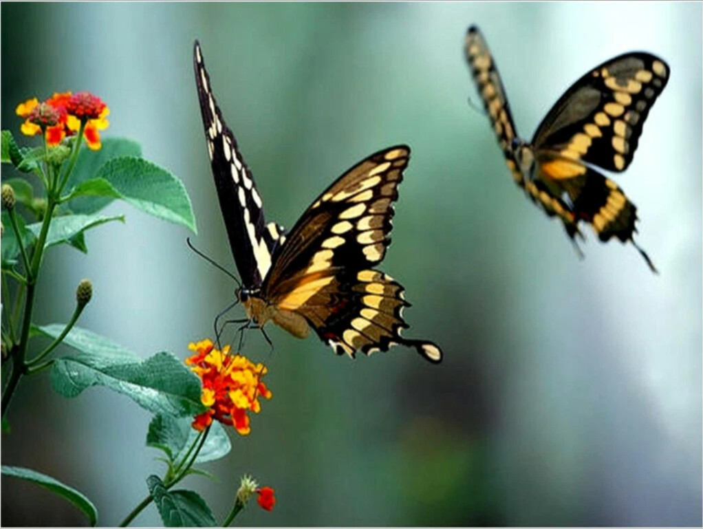 Butterflies Taste With Their Feet