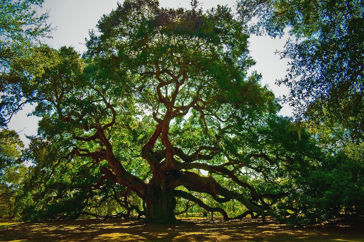 Trees block noise by reducing sound waves