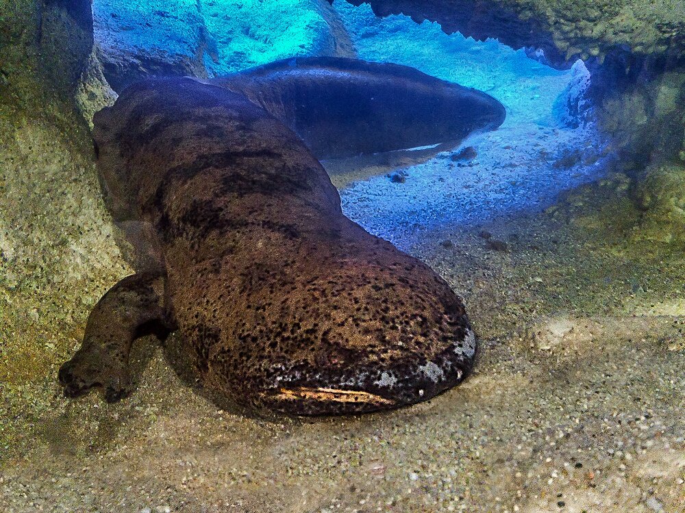 Chinese Giant Salamander