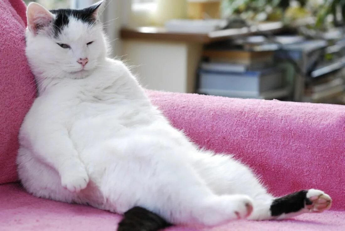 Myth 5: After neutering, cats gain weight