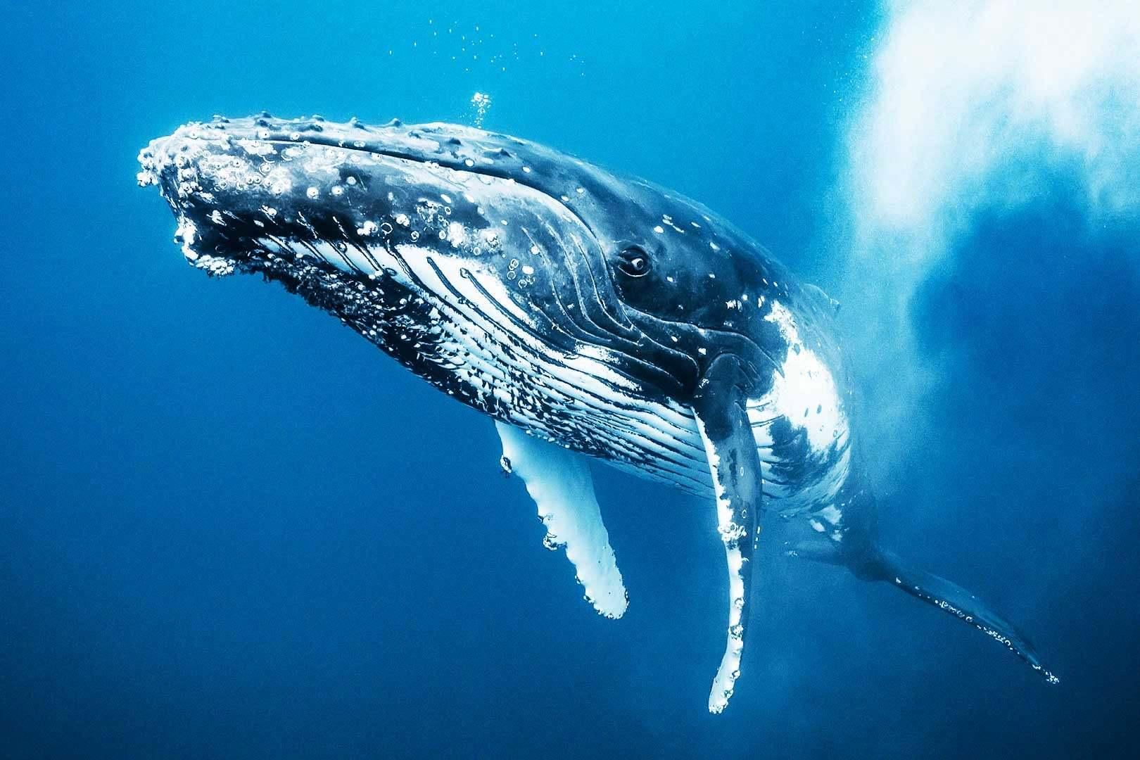Whale population facts: 40,000 is 35% of what number?