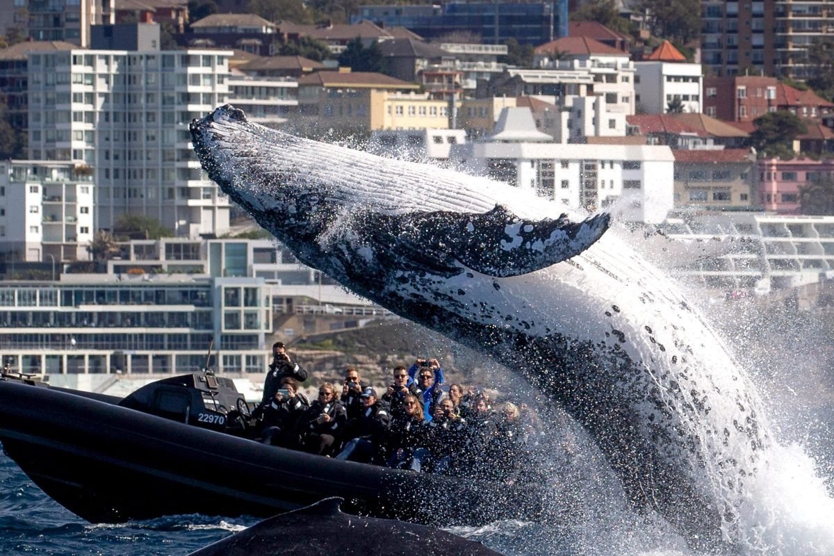 Humpback whales are smart