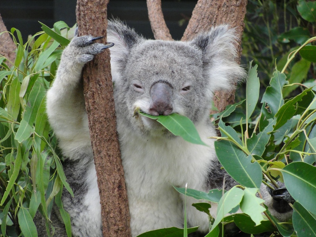 Koalas Really Love Only 30 of the 600 Varieties of Eucalyptus
