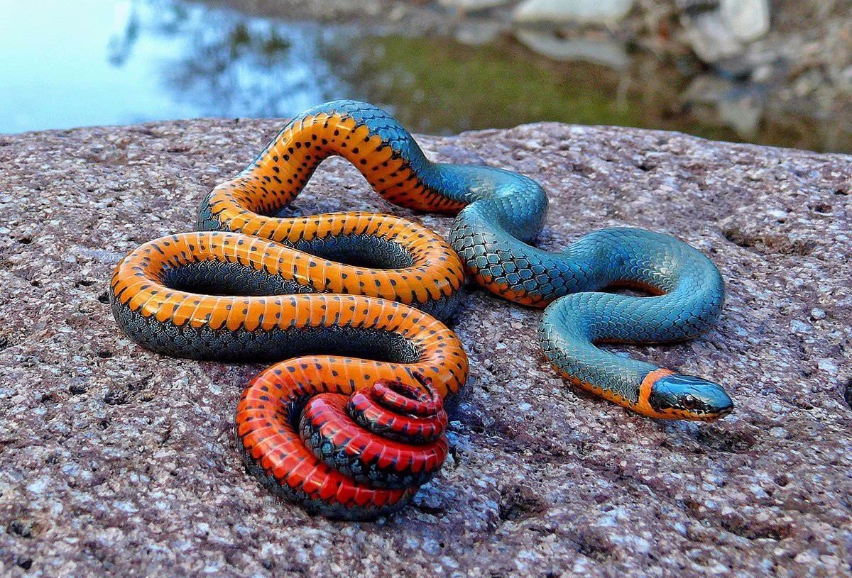 Most Snakes Aren’t Venomous