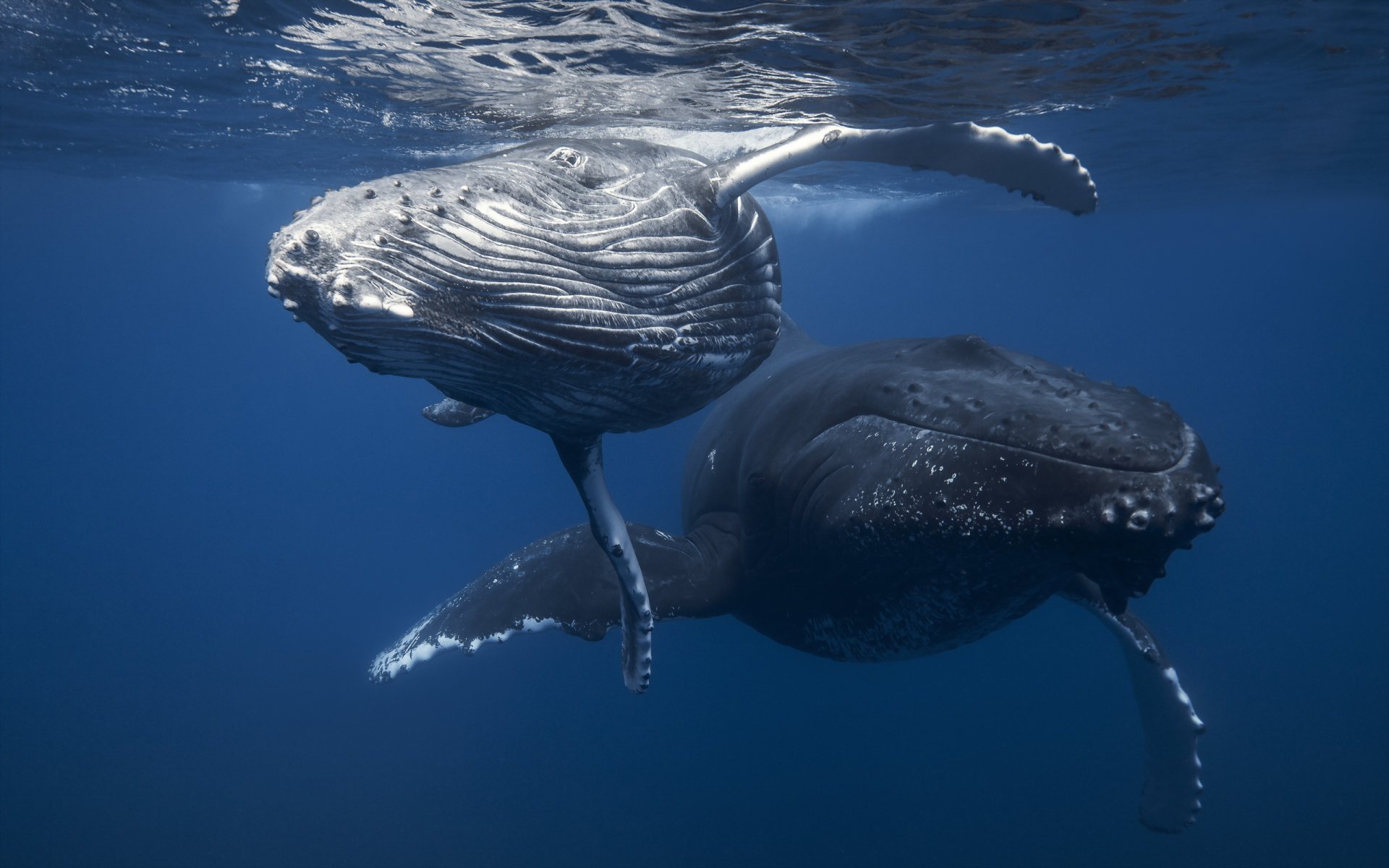 Whales are rather introverted