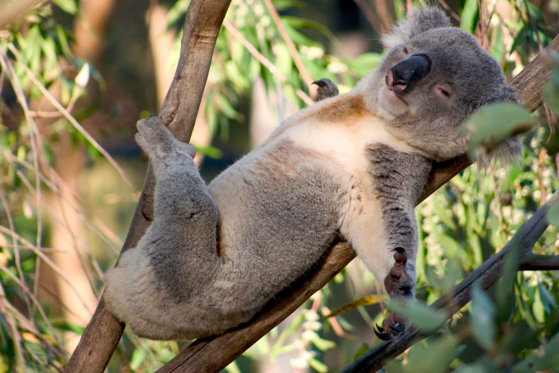 Koalas communicate with each other through noises