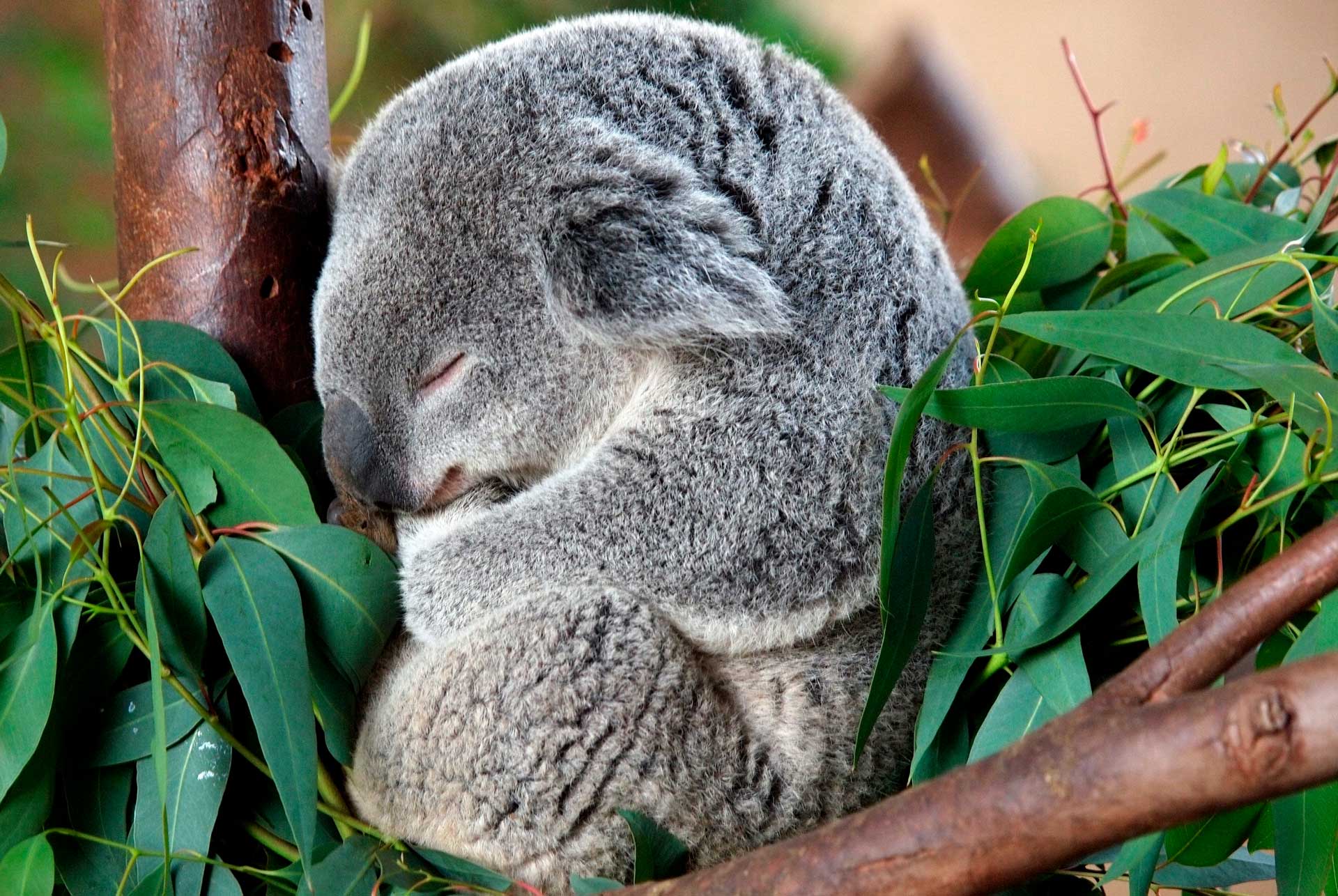 Koalas communicate with each other through noises