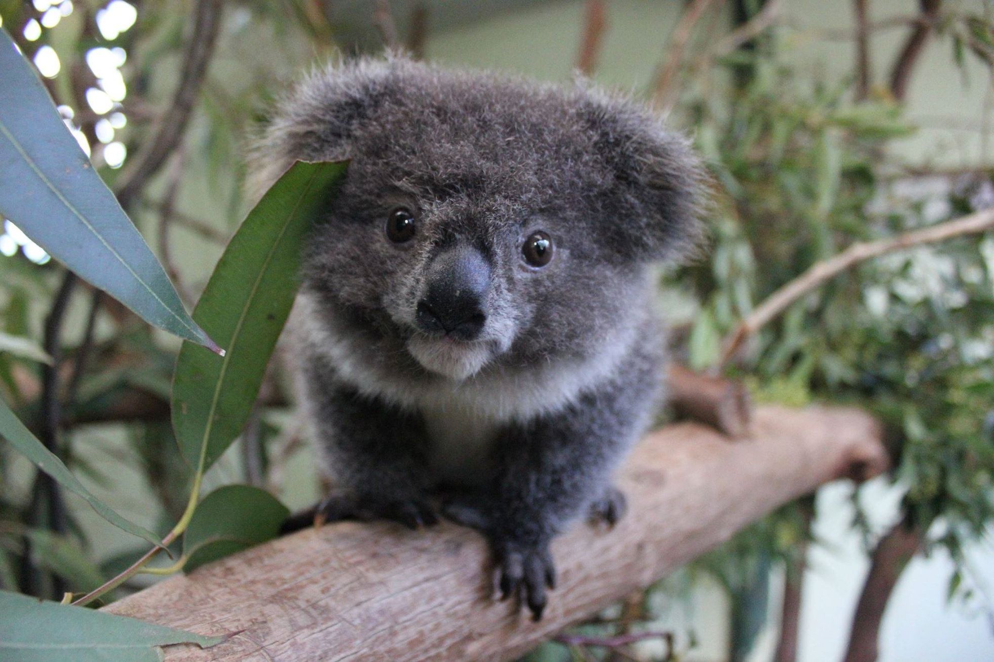 Koalas Can Hold Food in Their Belly for Over 8 Days