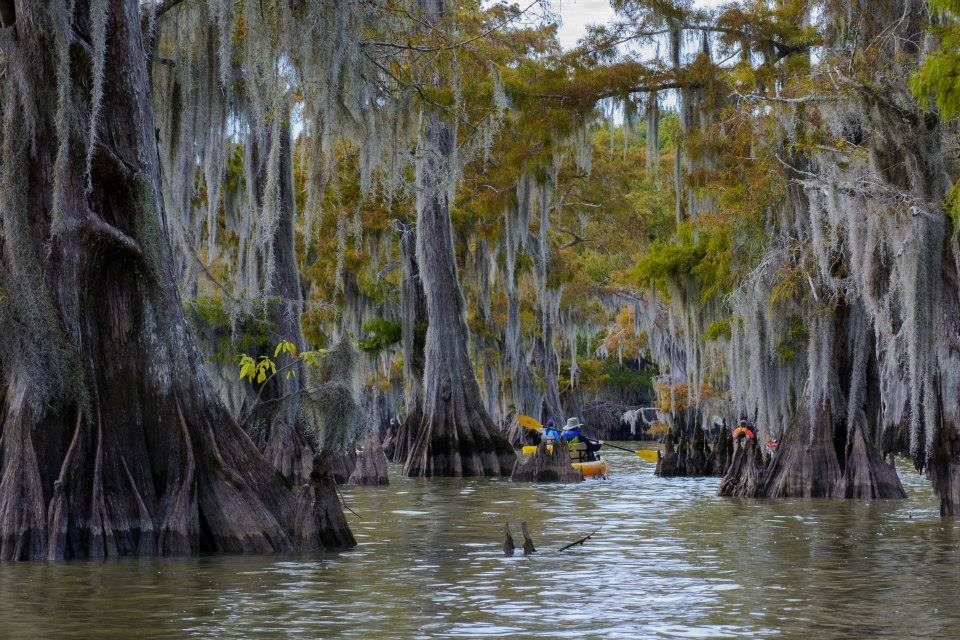 The largest swamps