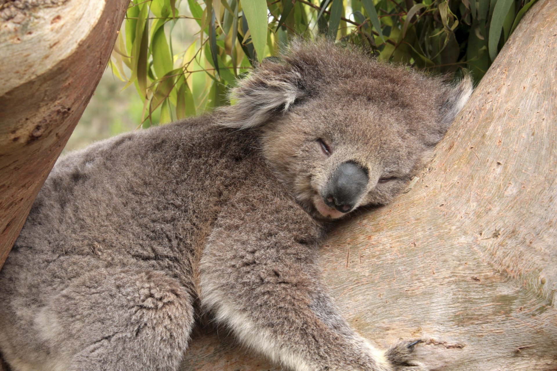 A Koala Sleep 20 Hours a Day