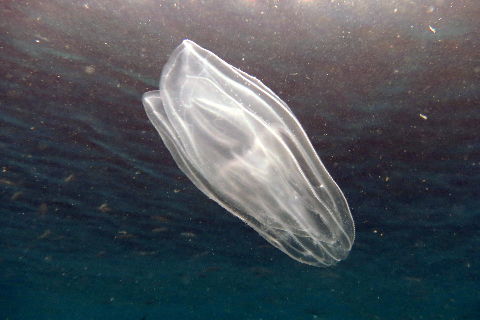 Ctenophores