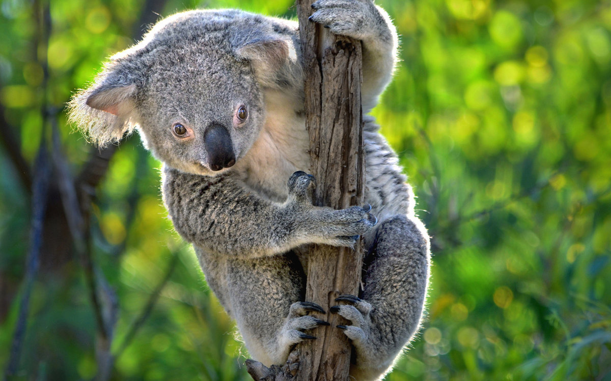 Koalas Have 2 Opposable Thumbs