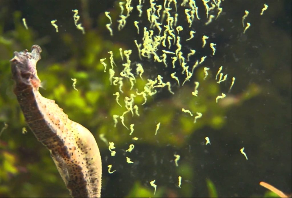 Baby Seahorses