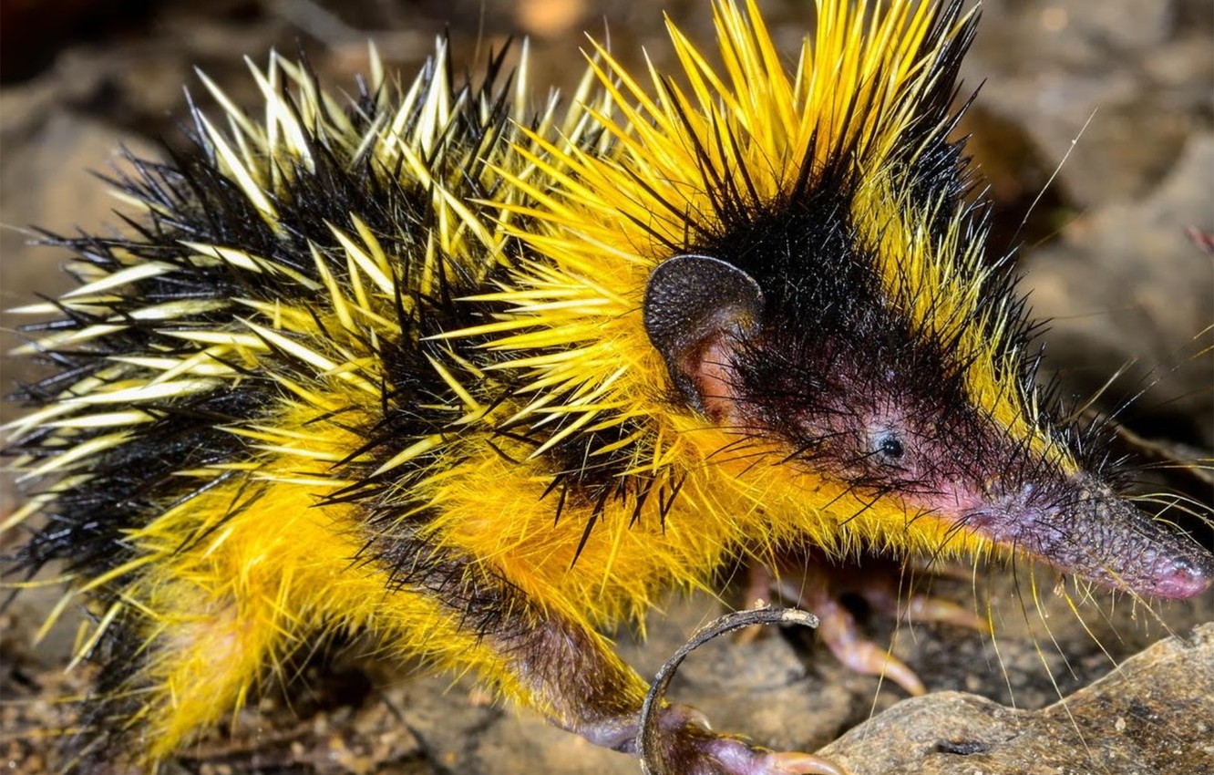 Lowland Streaked Tenrec