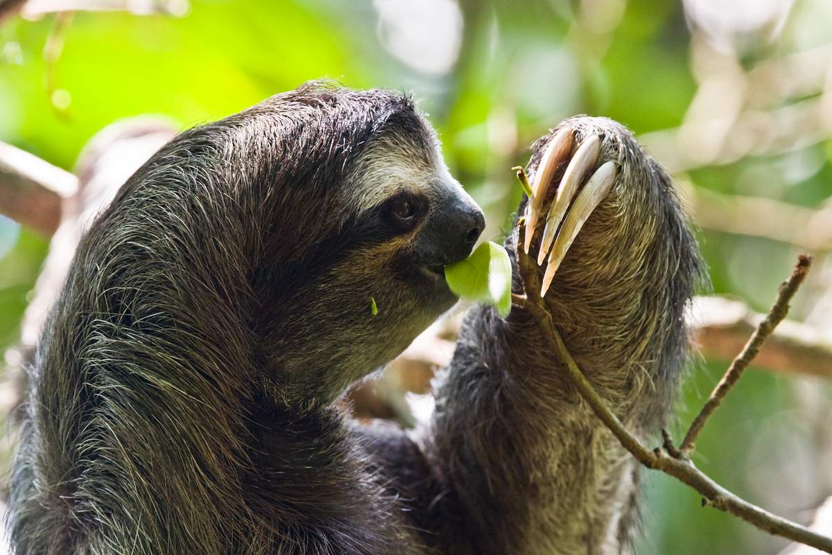 Sloth diet facts