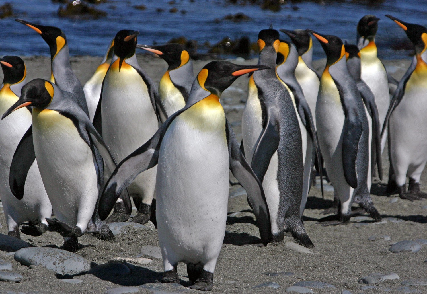 6 Interesting Facts about Penguins