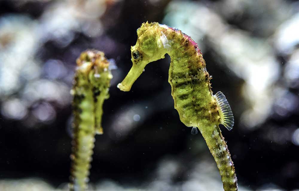 Baby Seahorses