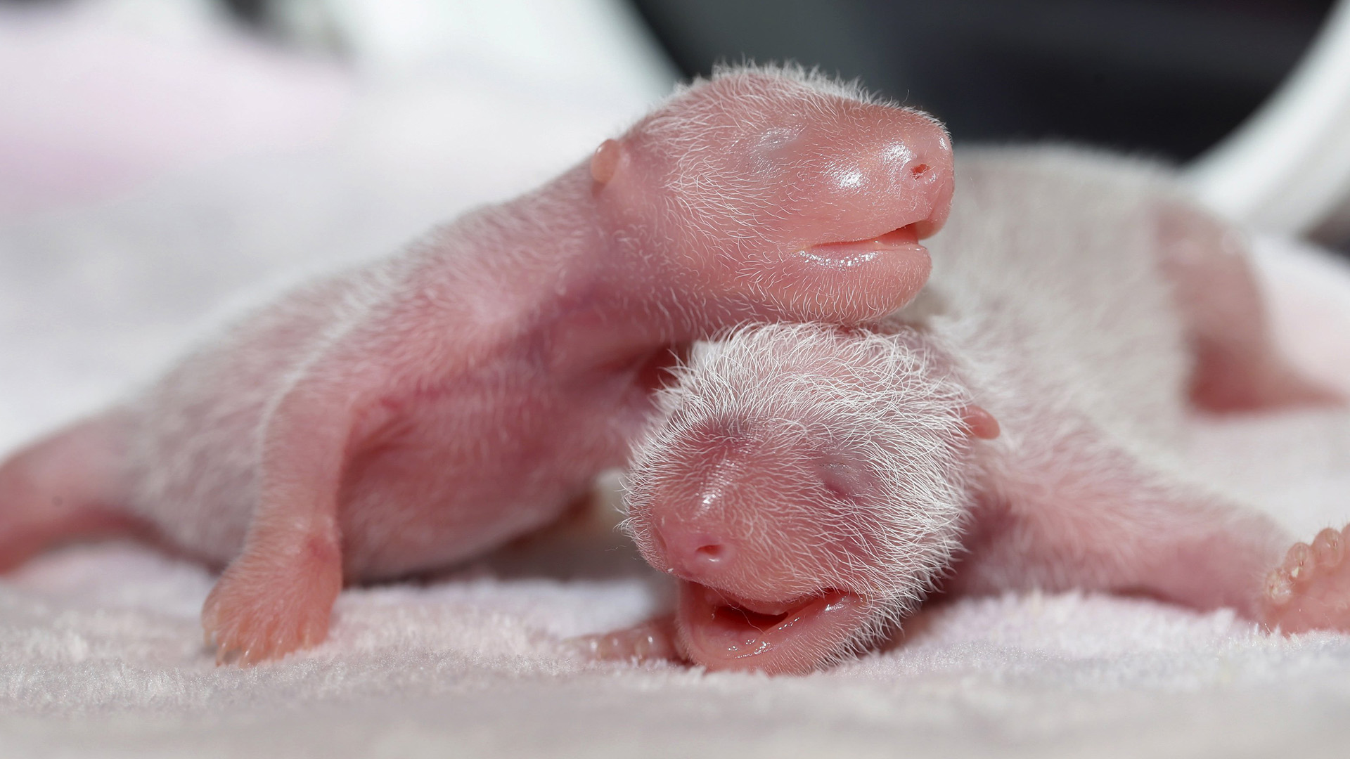 Koalas Are Born Only 30 Days After They Are Conceived