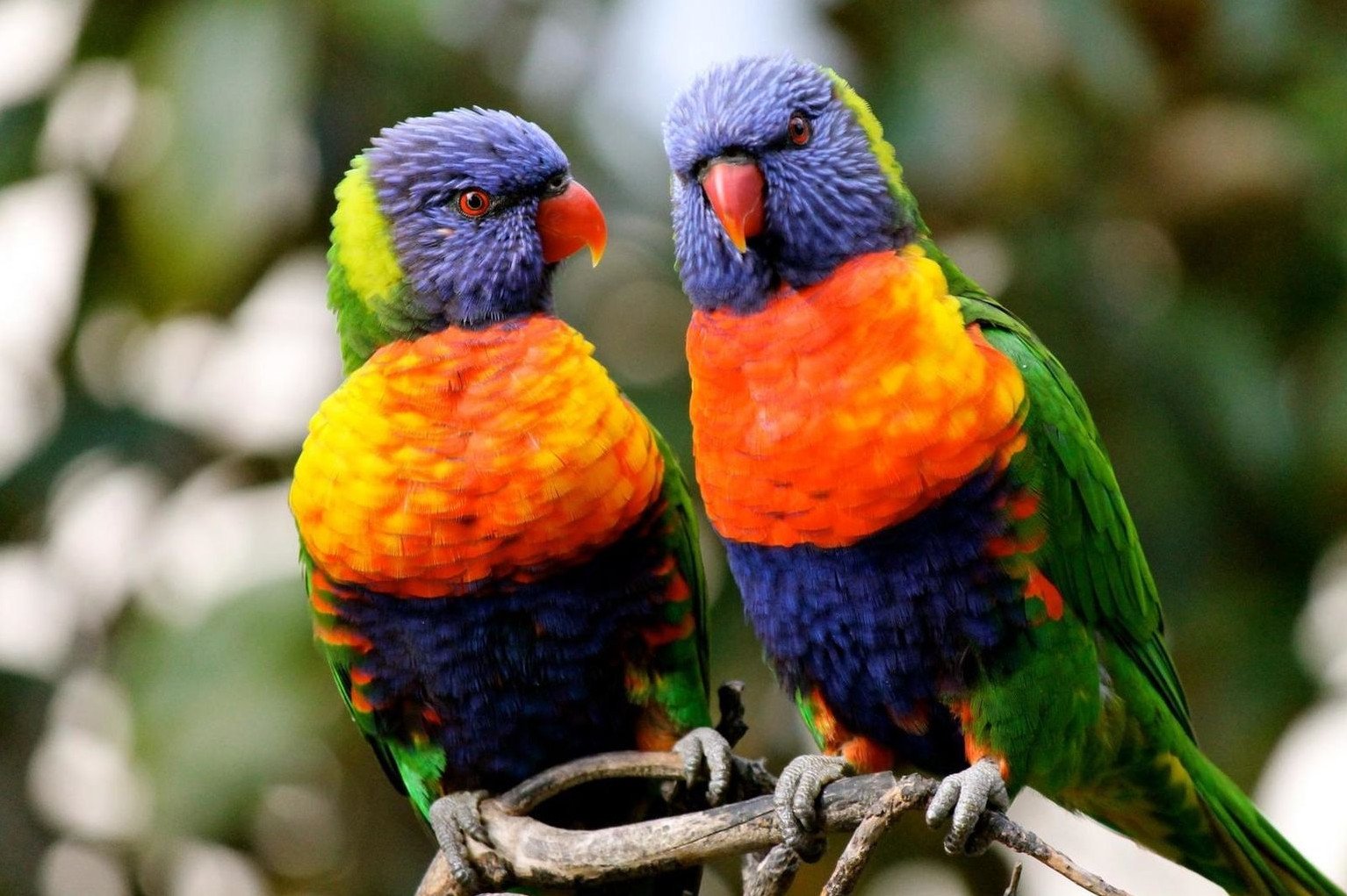 Большинство попугаев могут воспроизводить звук