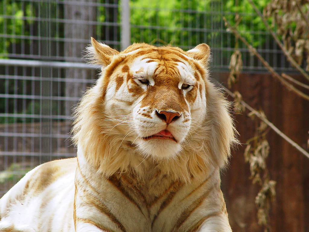 «Золотой тигр»