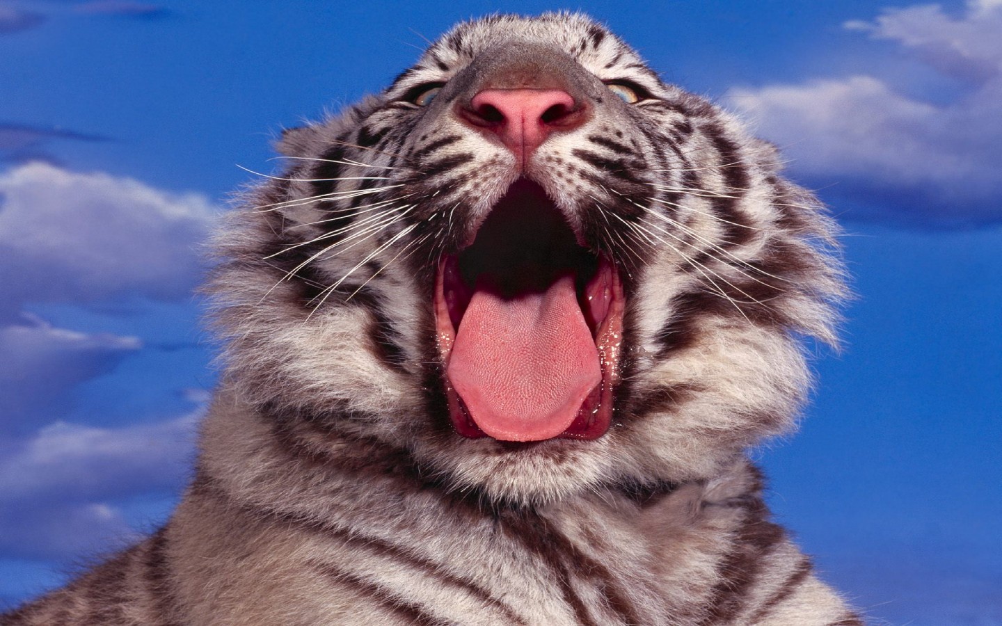 Язык тигра покрыт острыми, маленькими, похожими на шипы крючковатыми выступами