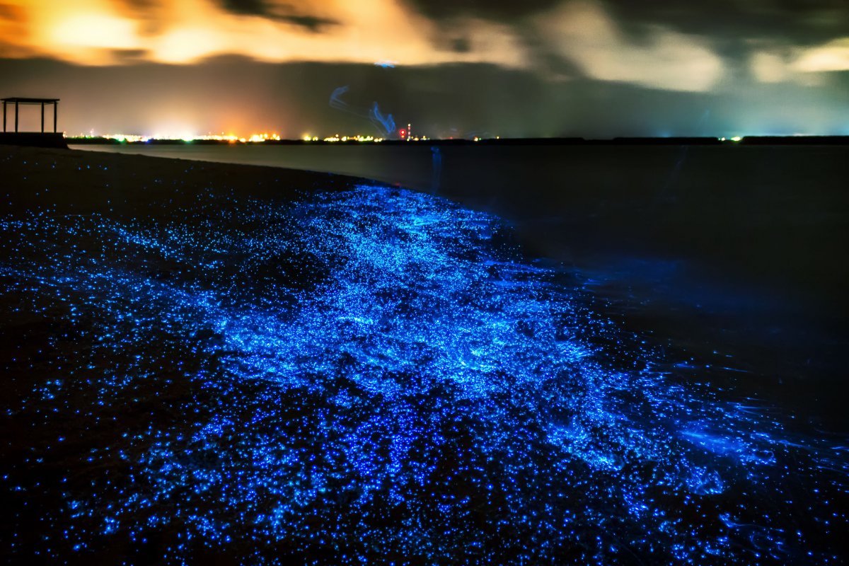 Флуоресцентные водоросли - 75 фото